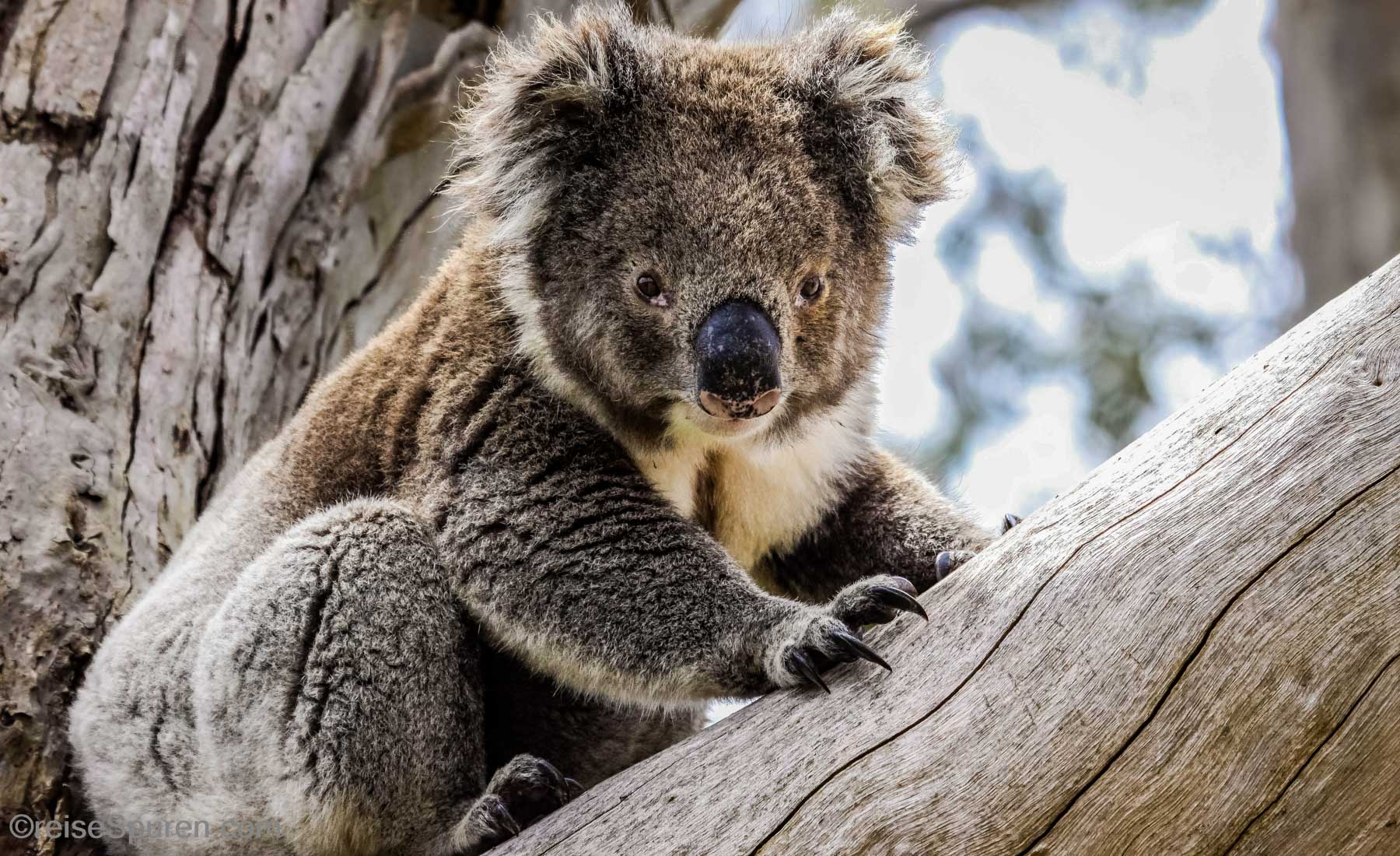 Australien