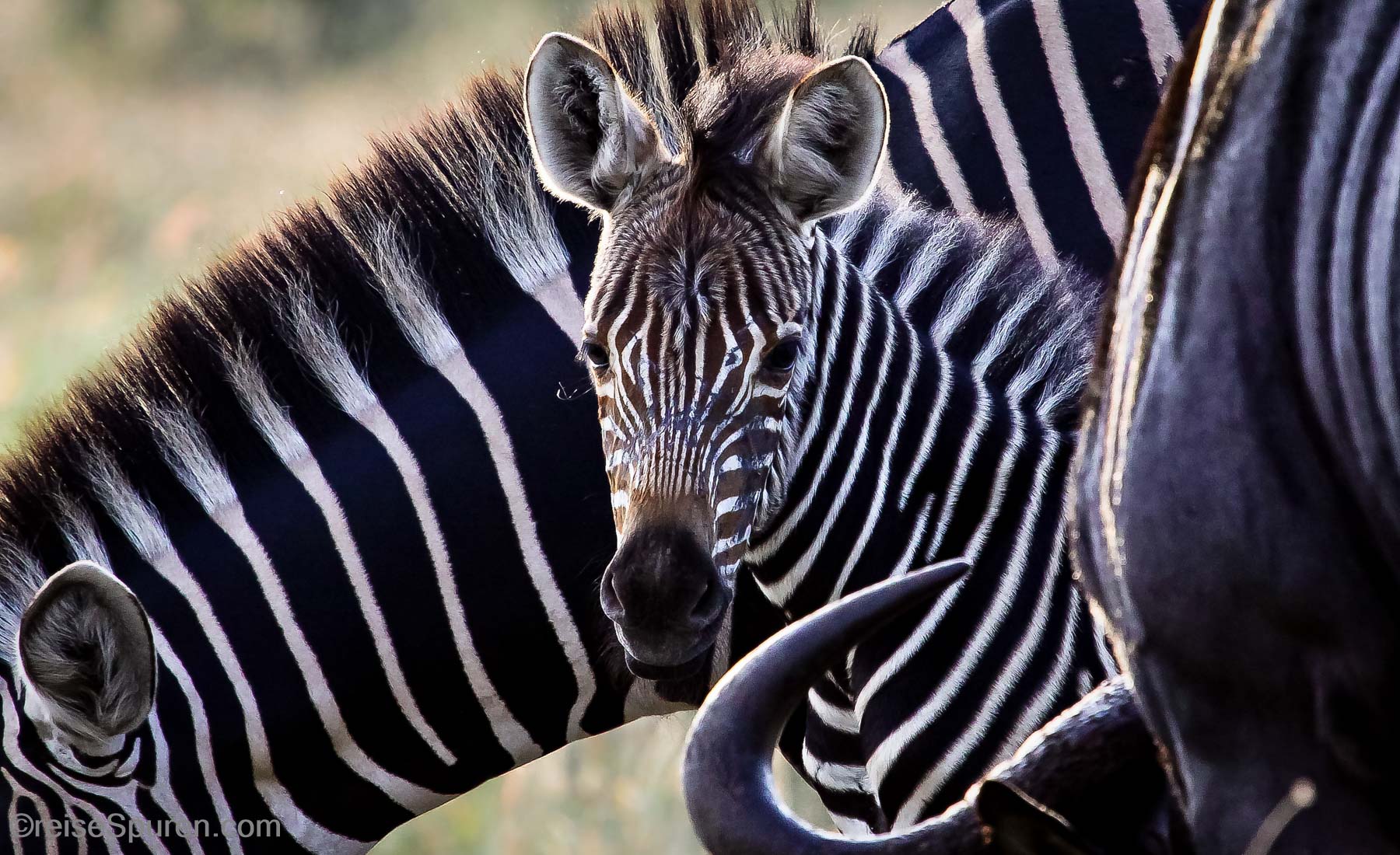 Südafrika