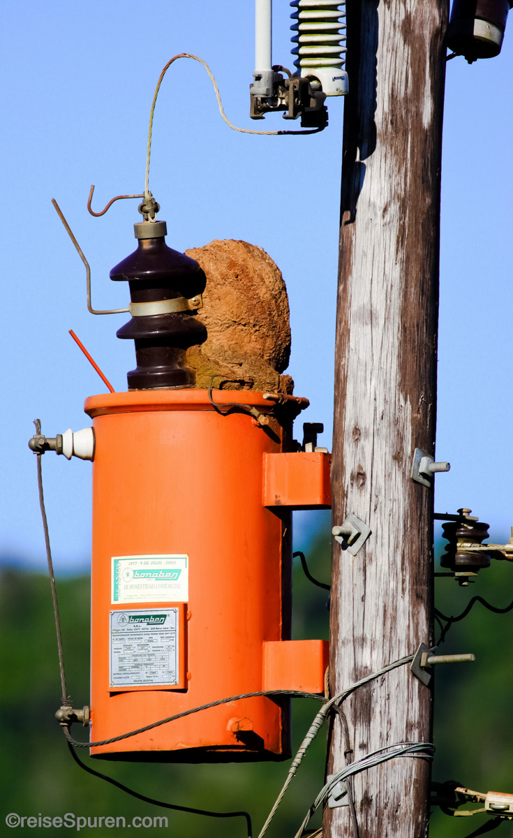 Vogelnest mit Stromanschluss