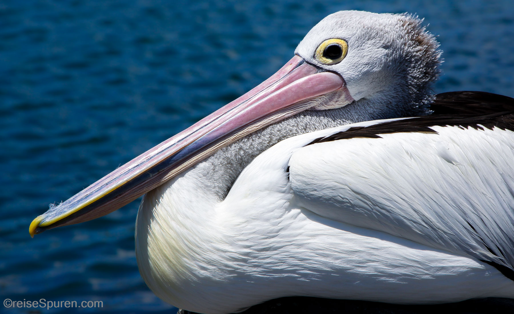 Brillenpelikan