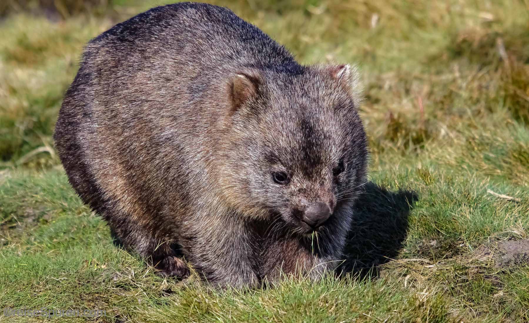 Nacktnasen Wombat