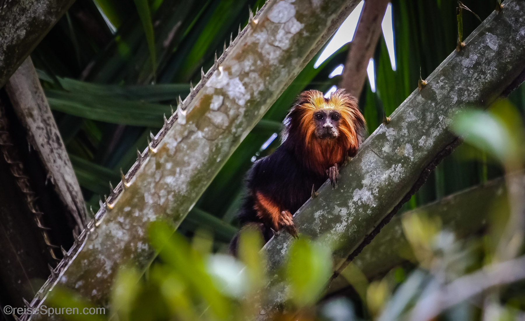 Goldkopf-Löwenäffchen