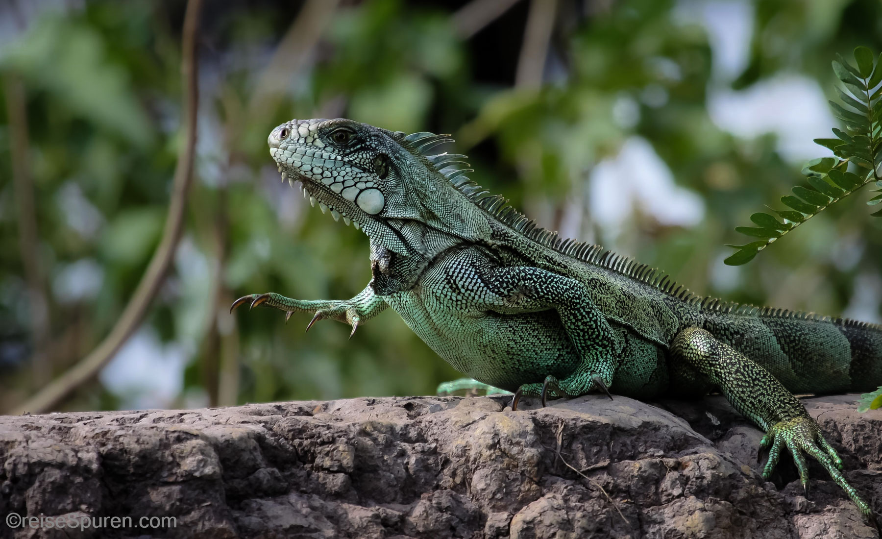 Grüner Leguan