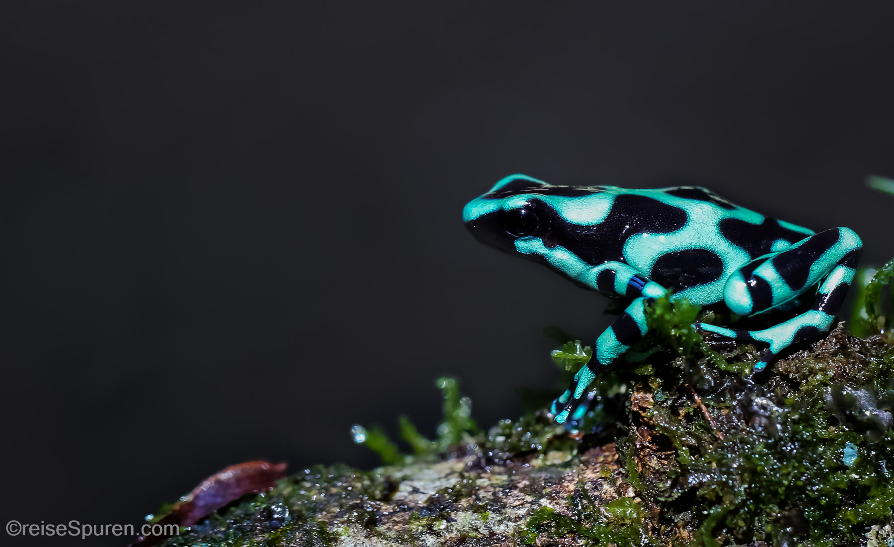 Goldbaumsteiger (Peilgiftfrosch)