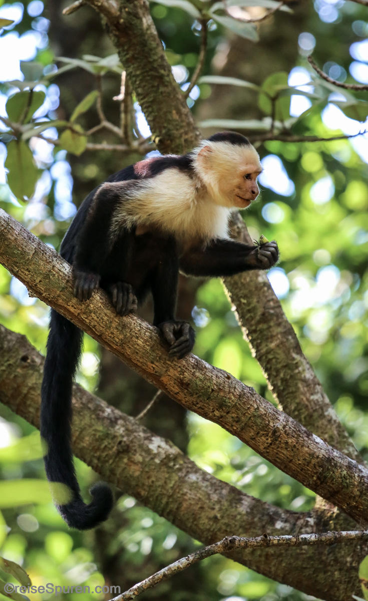 Weißschulterkapuziner