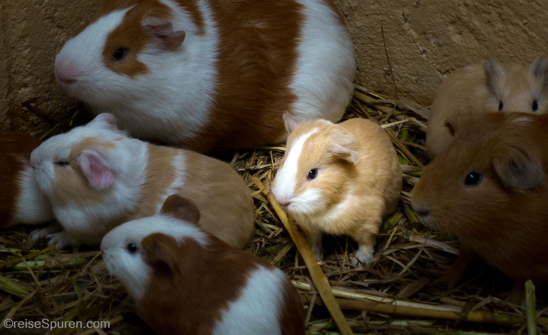 Meerschweine für den Grill