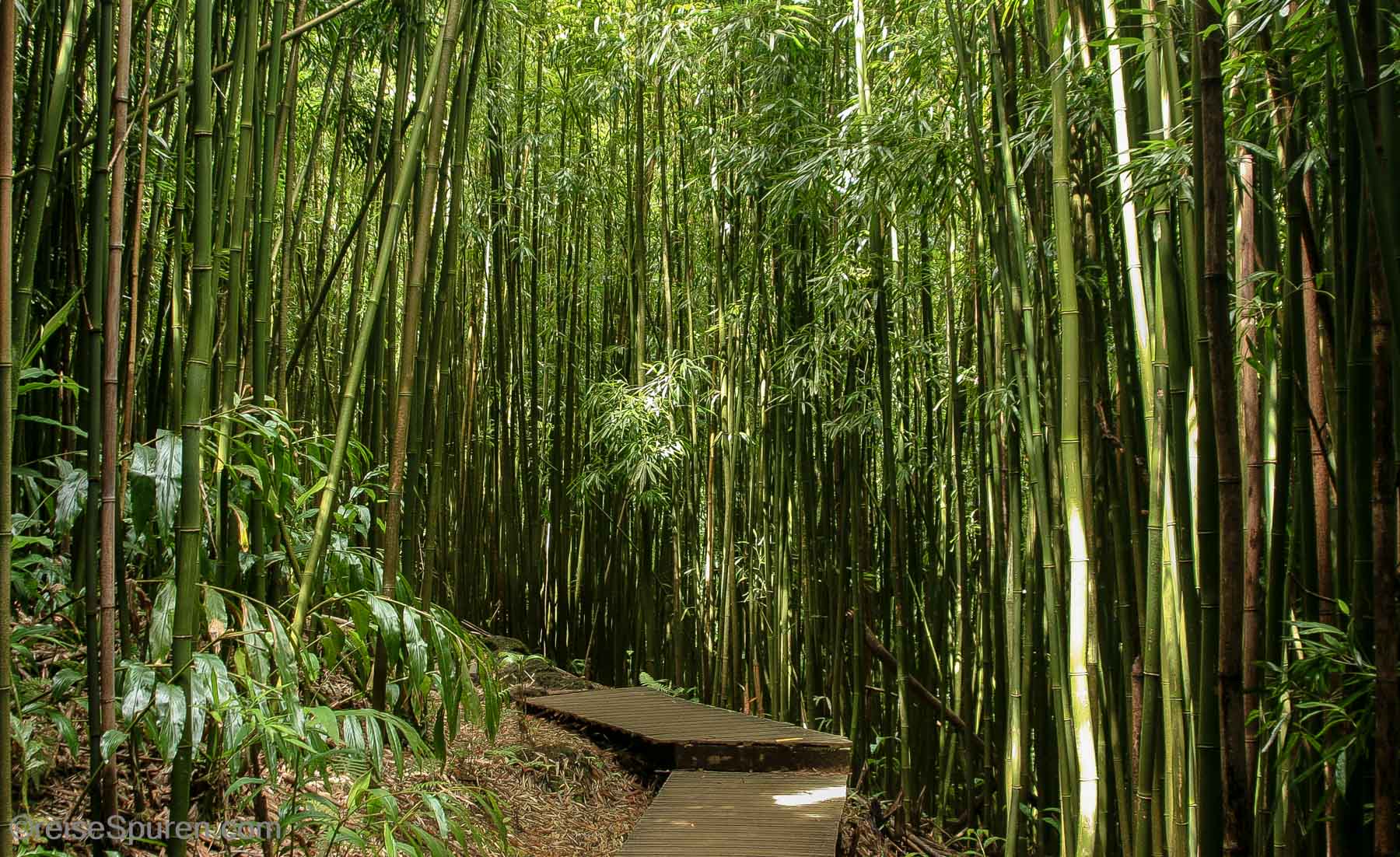 Bambuswald