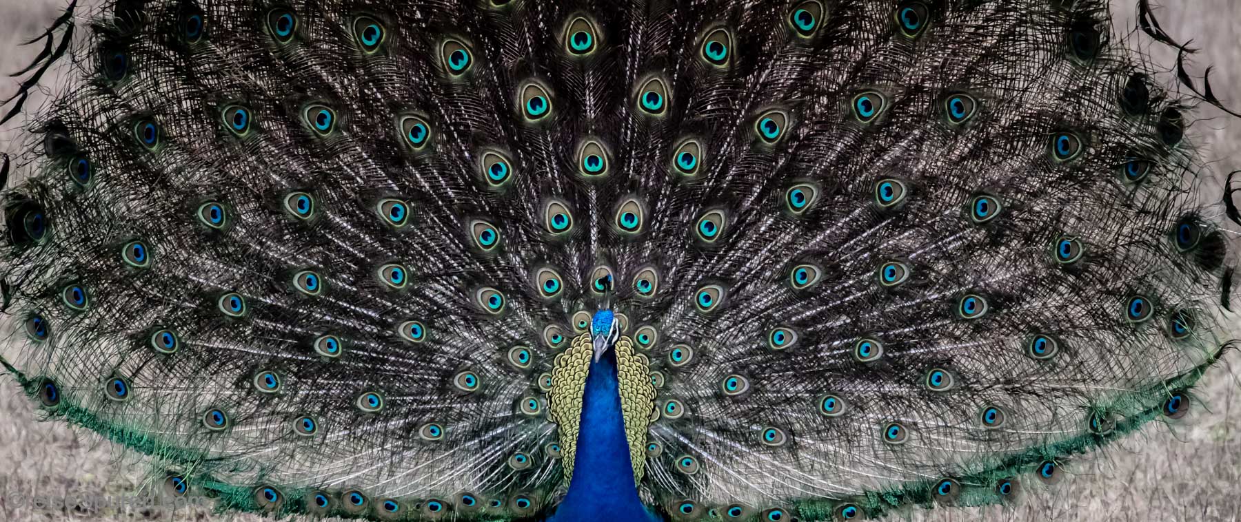 Asiatische Pfau