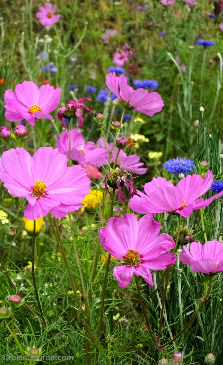 Blumenwiese
