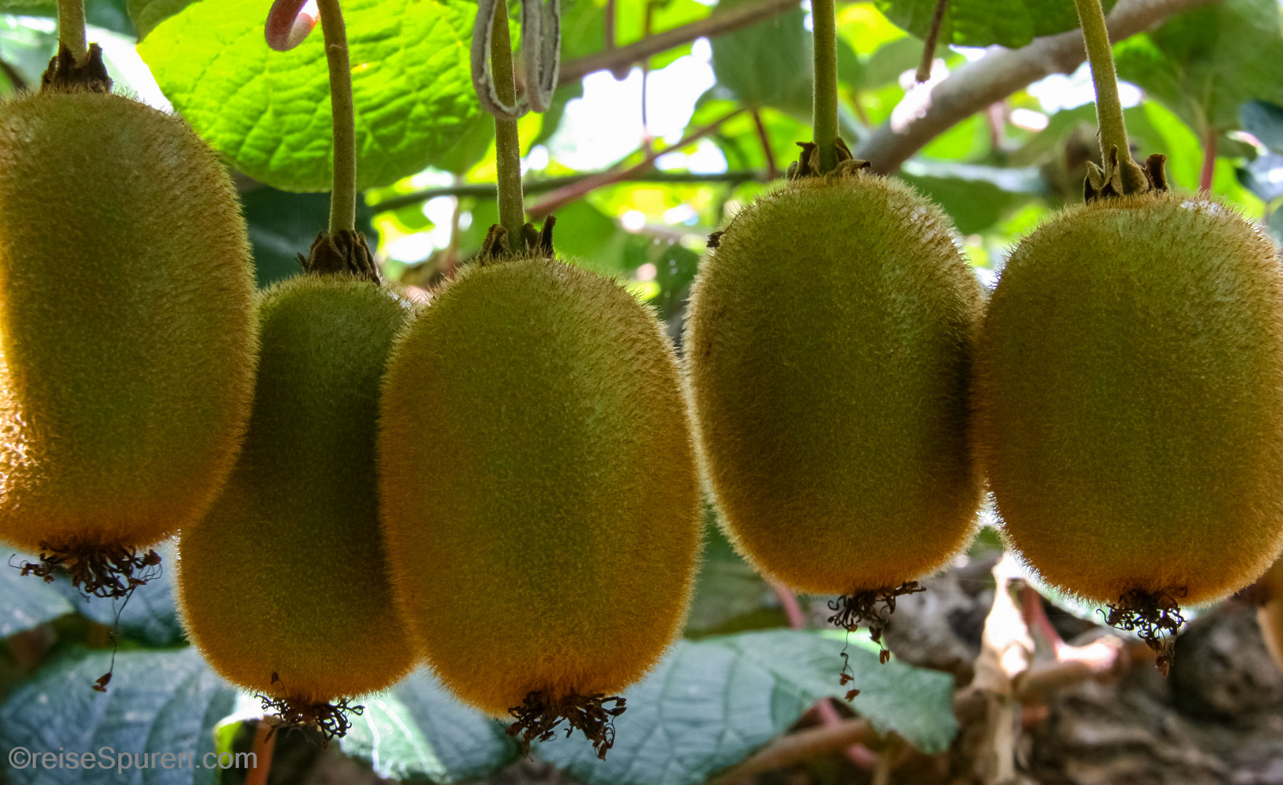 Kiwihauptstadt Te Puke