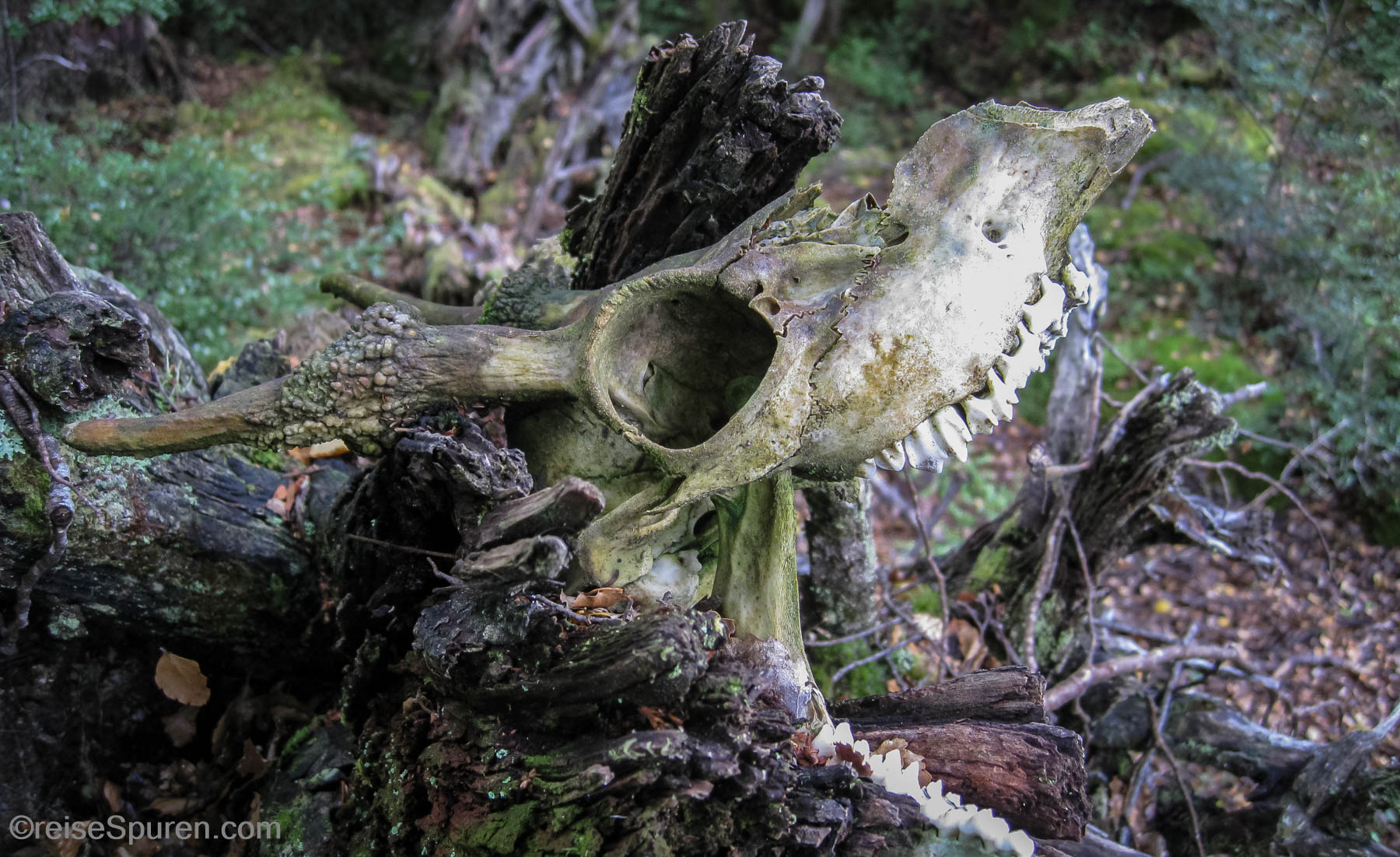 Fangorn Forest - Herr der Ringe Location