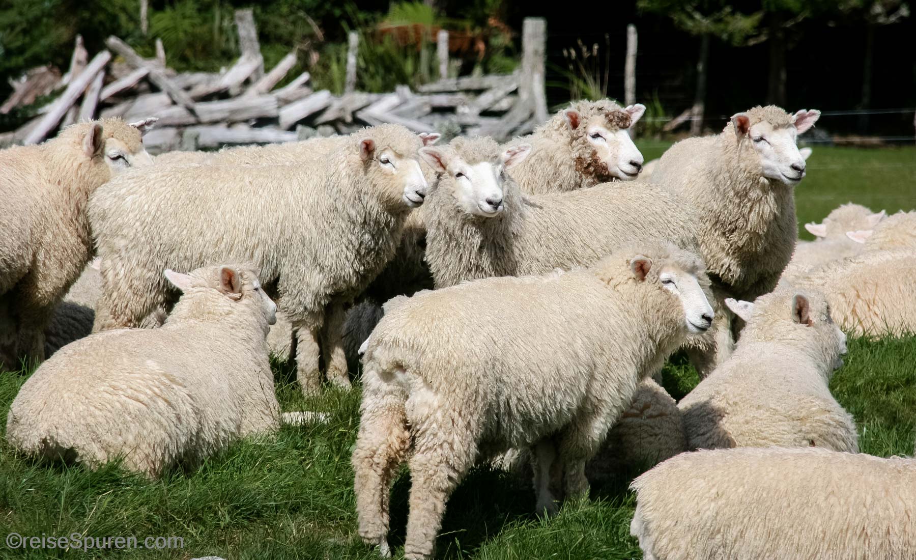 Es gibt sehr viele davon in Neuseeland!