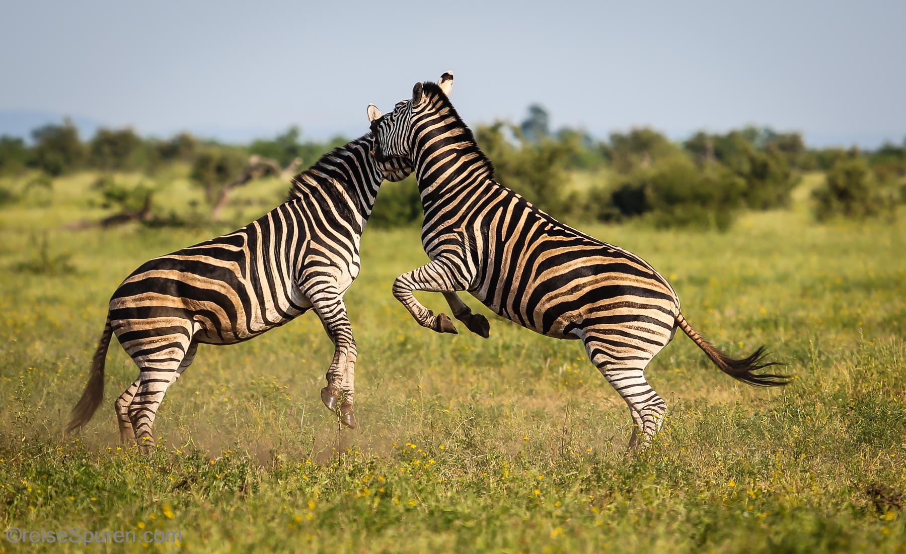 Steppenzebras