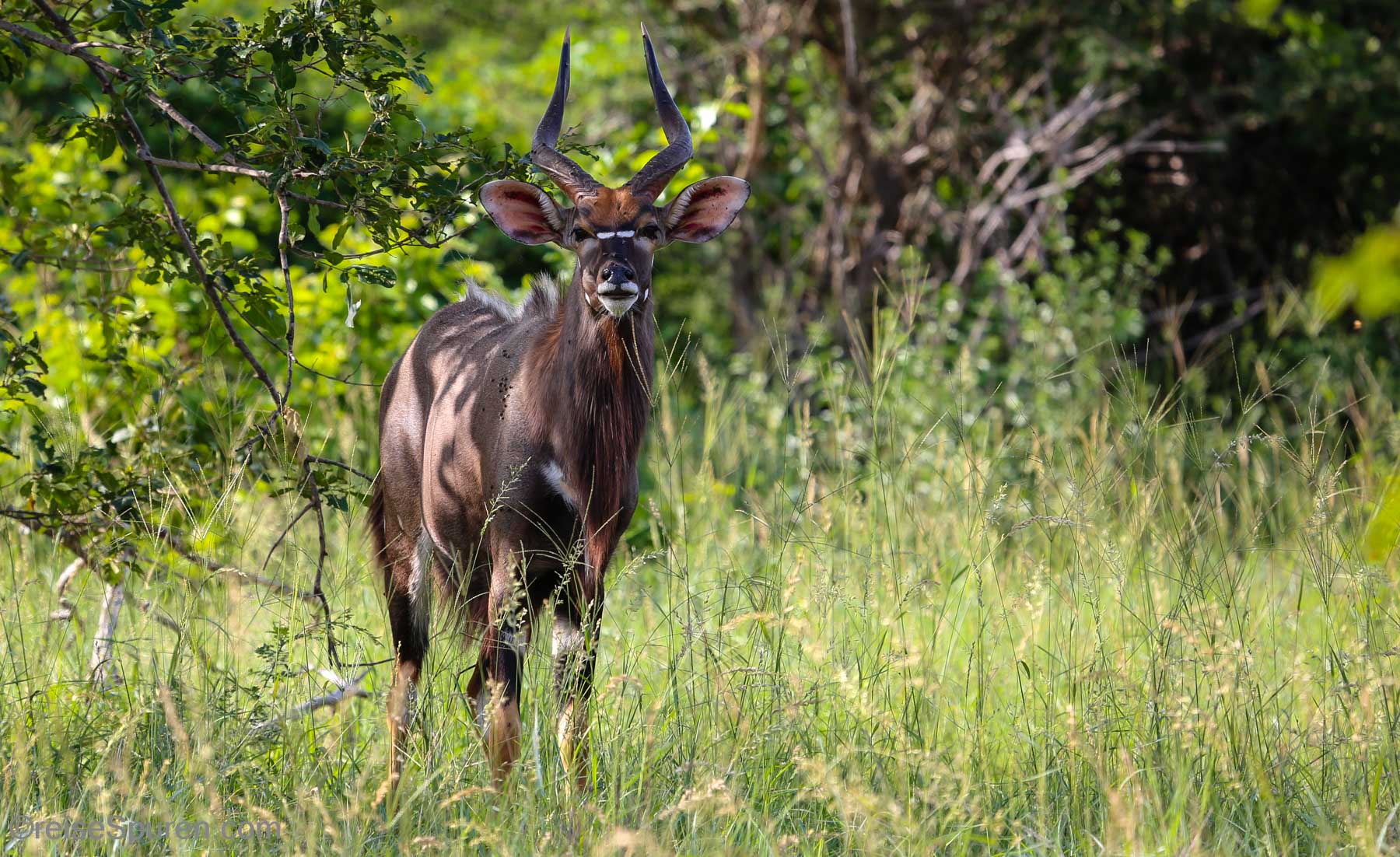 Nyala